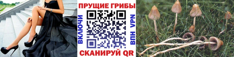 как найти   Алексин  Галлюциногенные грибы ЛСД 